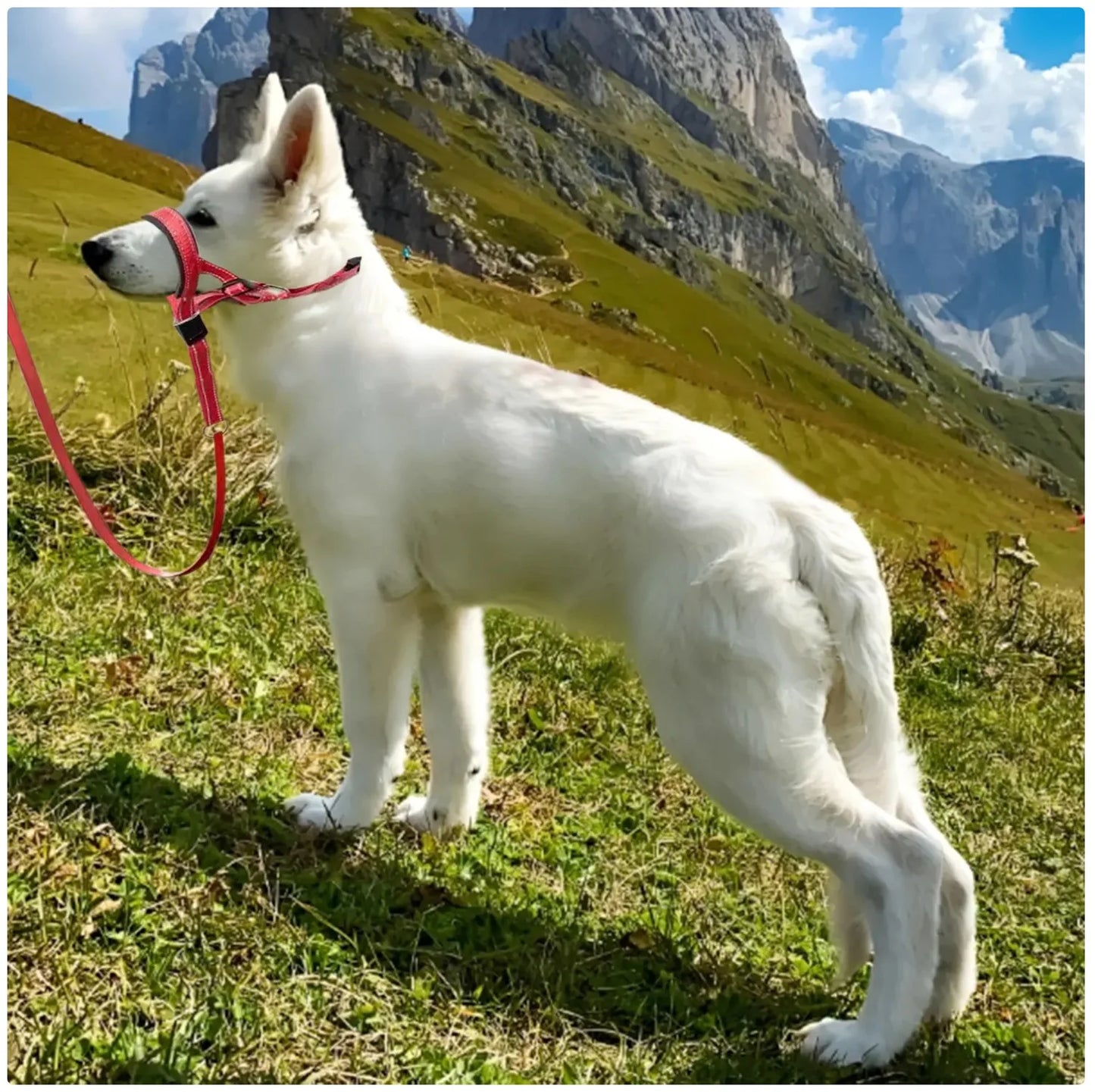 Reflective Dog Headcollar & Harness - No-Pull Training Collar for Small to Large Dogs