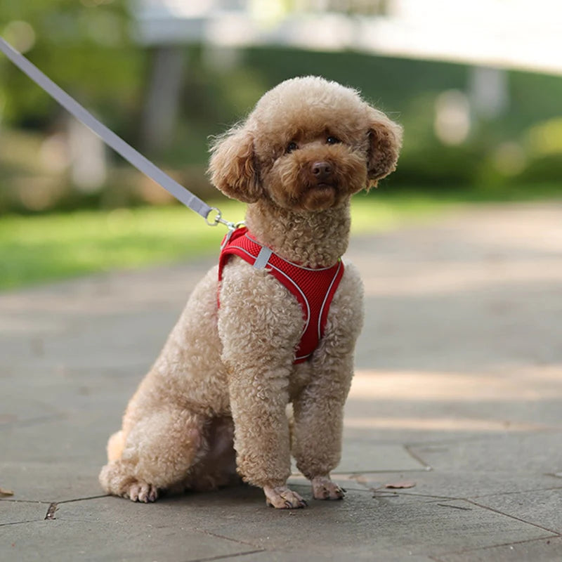 Adjustable Small Dog Harness & Leash Set