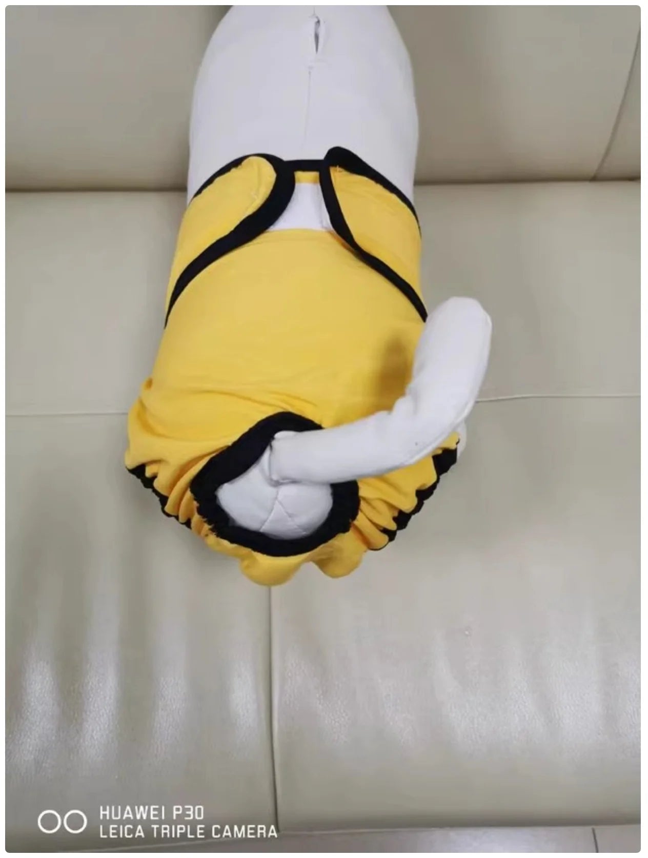 Female Dog Sanitary Pants - Washable Reusable Dog Diapers for Heat Cycle & Incontinence